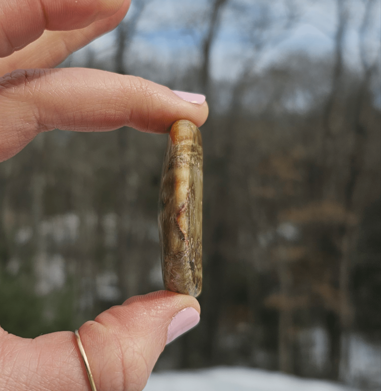 Blue Opalized Petrified Wood Slice. - EarthyElementStudio