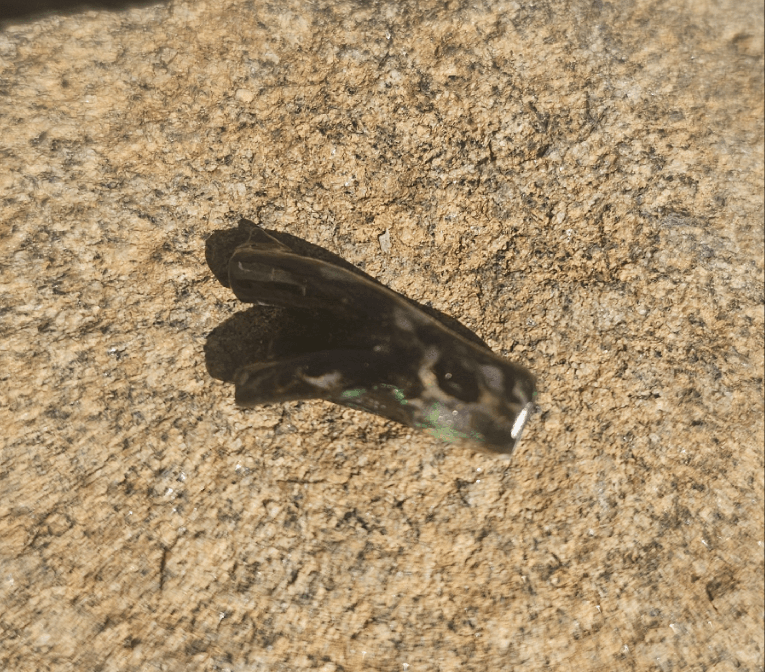 Opalized Petrified Branch PIECE. - EarthyElementStudio