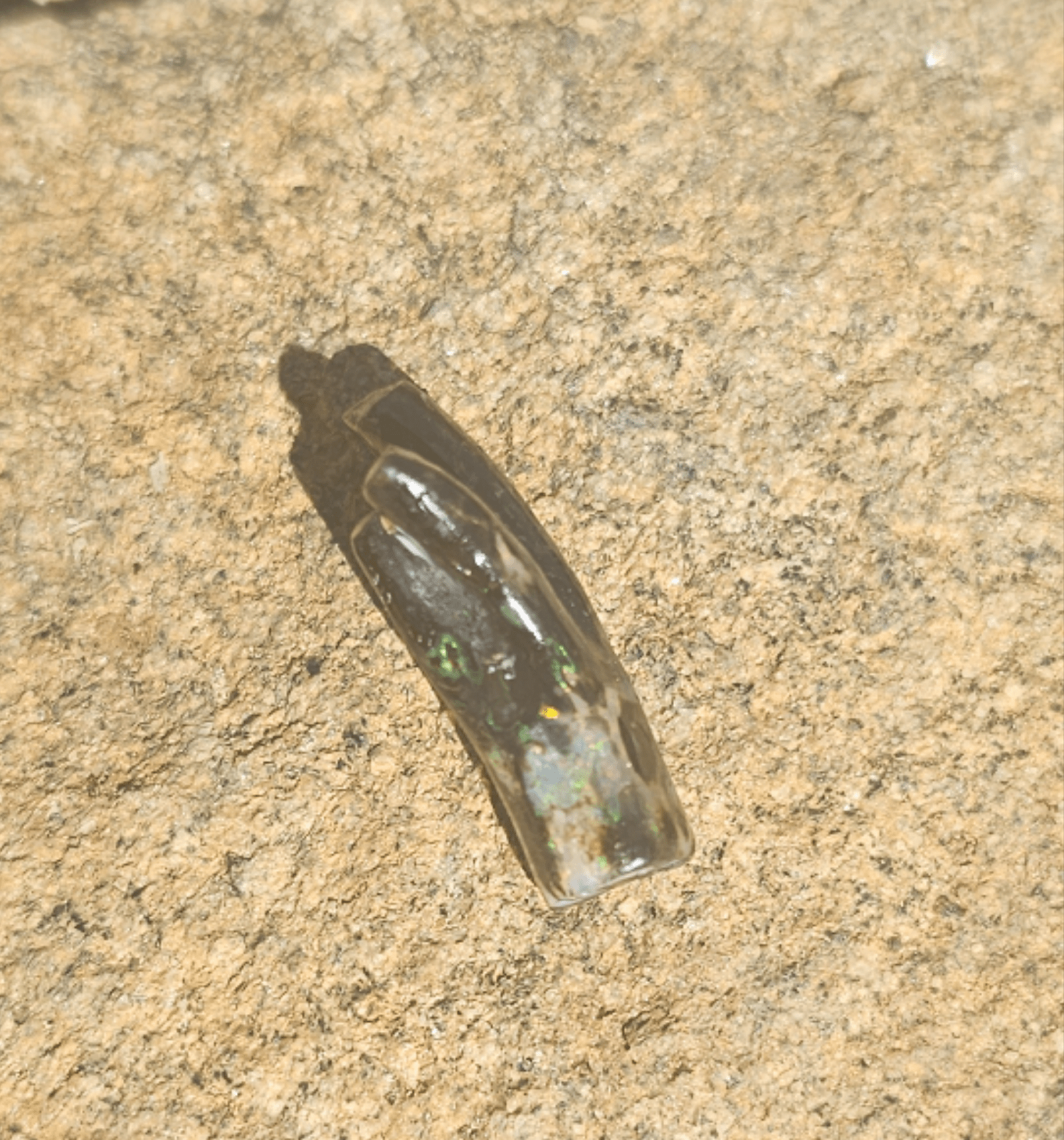 Opalized Petrified Branch PIECE. - EarthyElementStudio